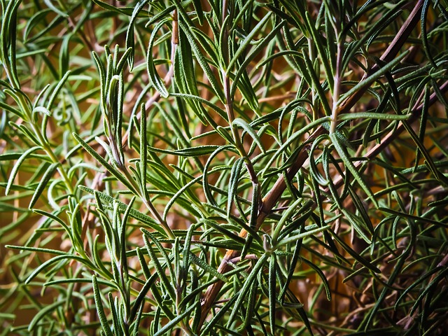 Herbal Teas for Winter: Rosemary