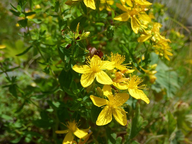 Winter Herbal Teas: St. John’s Wort