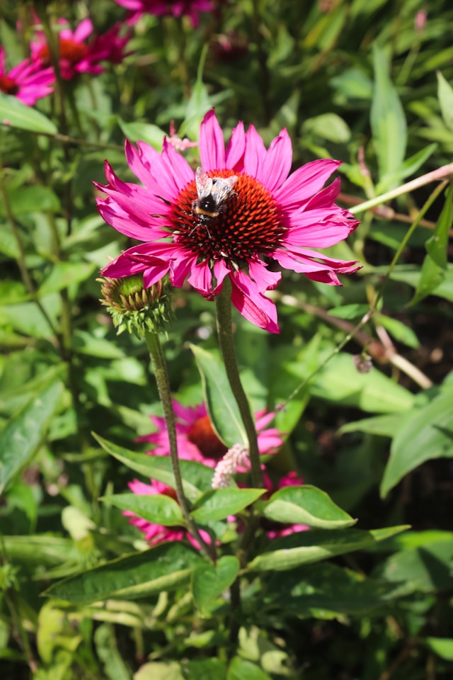 Echinacea: Immune-Boosting Winter Herbal Tea