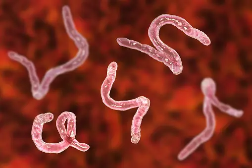 Tapeworm Infection Symptoms 